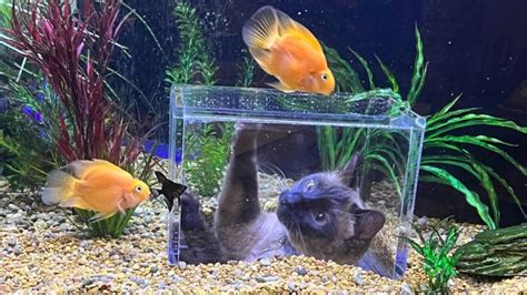 tank with fake fish for cats to watch|cat proof fish aquarium.